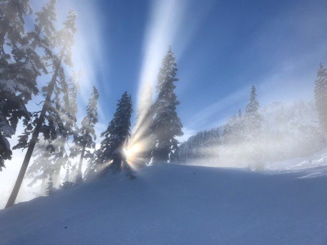 Light through the trees